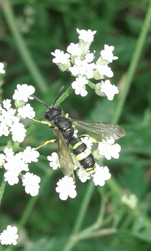 Crabronidae : Cerceris sabulosa? S